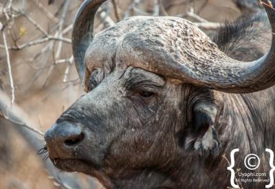 Cape Buffalo with Red-billed Oxpeckers Kruger National Park South Africa wildlife