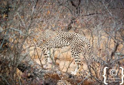 Cheetah coalition rare sighting Greater Kruger National Park South Africa
