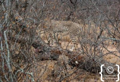 Cheetah rare wildlife sighting Kruger National Park endangered species South Africa