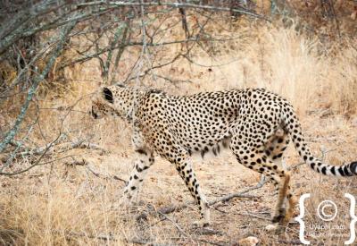 Cheetah rare wildlife sighting Kruger National Park endangered species South Africa