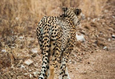Cheetah walking through open grassland Kruger National Park South Africa