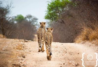 Cheetah walking through open grassland Kruger National Park South Africa