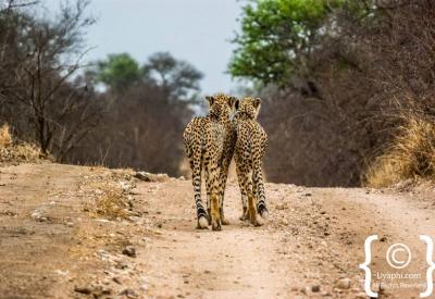 Cheetah on termite mound scanning open plains Kruger National Park South Africa