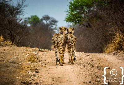 Cheetah on termite mound scanning open plains Kruger National Park South Africa