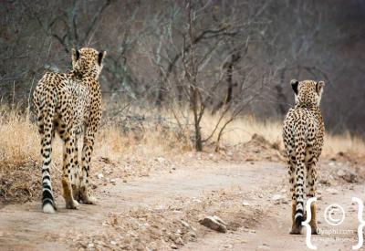 Endangered cheetah resting in bushveld Kruger National Park South Africa safari