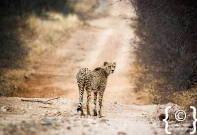 Endangered cheetah resting in bushveld Kruger National Park South Africa safari