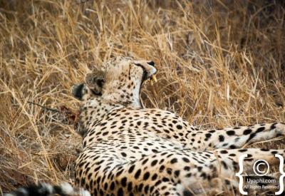 Cheetah coalition rare sighting Greater Kruger National Park South Africa