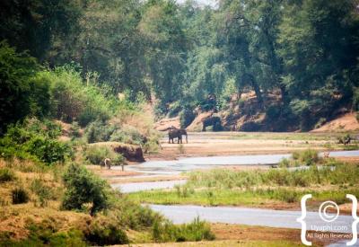 African elephant herd walking through bushveld Kruger National Park South Africa