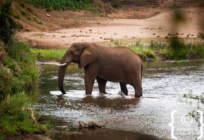 African elephant drinking at river Kruger National Park Big Five South Africa