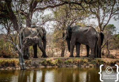 African elephant dust bathing Kruger National Park wildlife South Africa safari