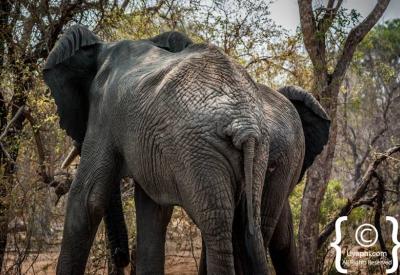 African elephant dust bathing Kruger National Park wildlife South Africa safari