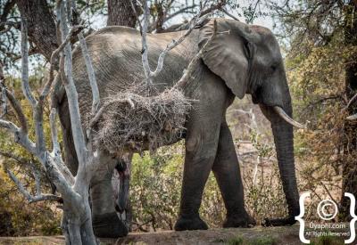 African elephant herd river crossing Kruger National Park South Africa game drive