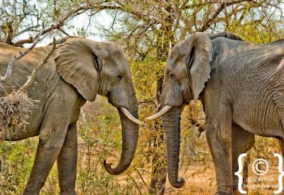 African elephant herd river crossing Kruger National Park South Africa game drive