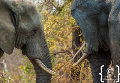 African elephant herd river crossing Kruger National Park South Africa game drive