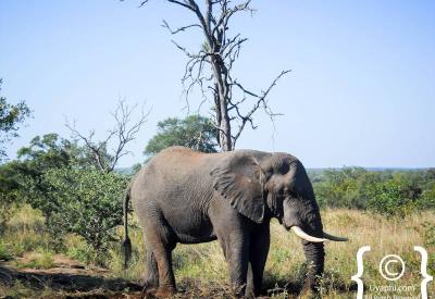 African elephant feeding on acacia trees Kruger National Park South Africa