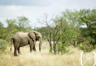African elephant feeding on acacia trees Kruger National Park South Africa