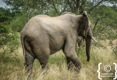 African elephant feeding on acacia trees Kruger National Park South Africa