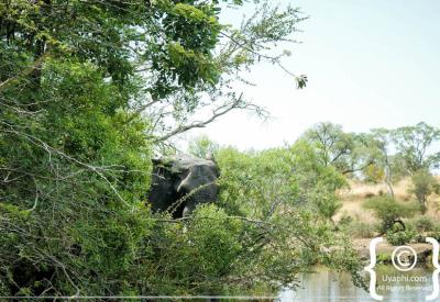 Young elephant playing in Kruger National Park Big Five wildlife South Africa