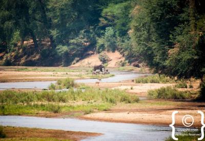 African elephant herd walking through bushveld Kruger National Park South Africa