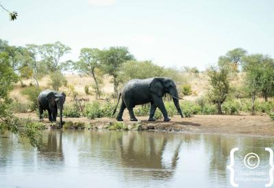 Young elephant playing in Kruger National Park Big Five wildlife South Africa