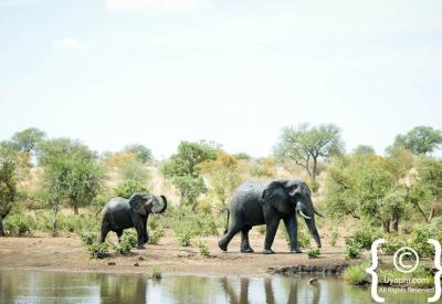 Young elephant playing in Kruger National Park Big Five wildlife South Africa