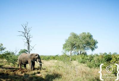African elephant portrait Big Five Kruger National Park Greater Kruger South Africa