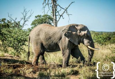African elephant portrait Big Five Kruger National Park Greater Kruger South Africa