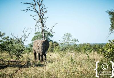 African elephant portrait Big Five Kruger National Park Greater Kruger South Africa
