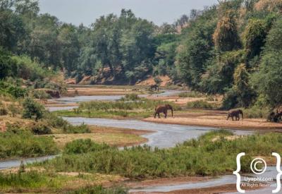 African elephant herd walking through bushveld Kruger National Park South Africa