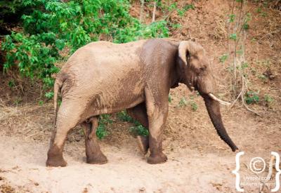 Large bull elephant with tusks close-up Kruger National Park Big Five South Africa