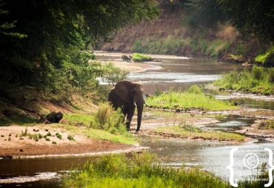 African elephant cow with young calf Kruger National Park South Africa safari