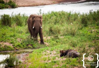 African elephant cow with young calf Kruger National Park South Africa safari