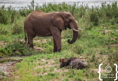 African elephant drinking at river Kruger National Park Big Five South Africa