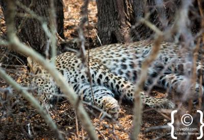 Leopard resting in tree Sabi Sand Game Reserve Greater Kruger South Africa