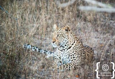 Leopard walking through bushveld Kruger National Park South Africa safari