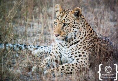 Leopard sighting Mala Mala Londolozi Sabi Sand Game Reserve Kruger South Africa