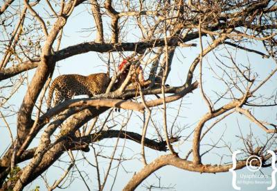 Leopard sighting Mala Mala Londolozi Sabi Sand Game Reserve Kruger South Africa