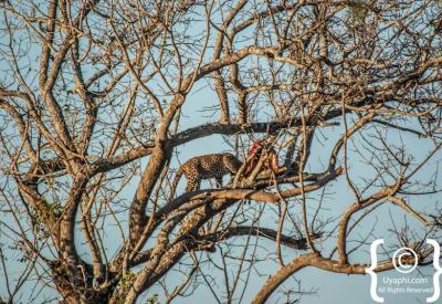 Leopard sighting Mala Mala Londolozi Sabi Sand Game Reserve Kruger South Africa