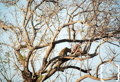 Leopard with kill in tree Sabi Sand Greater Kruger National Park South Africa