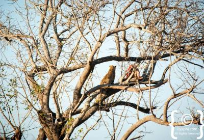 Leopard with kill in tree Sabi Sand Greater Kruger National Park South Africa