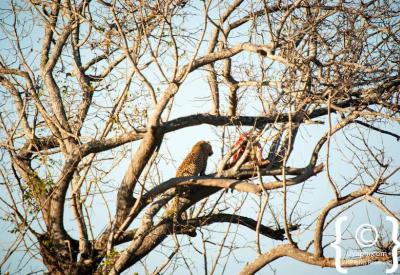 Leopard with kill in tree Sabi Sand Greater Kruger National Park South Africa