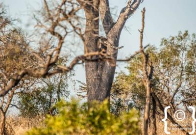 Nocturnal leopard sighting on night game drive Greater Kruger South Africa