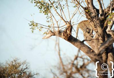 Nocturnal leopard sighting on night game drive Greater Kruger South Africa