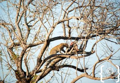 Nocturnal leopard sighting on night game drive Greater Kruger South Africa