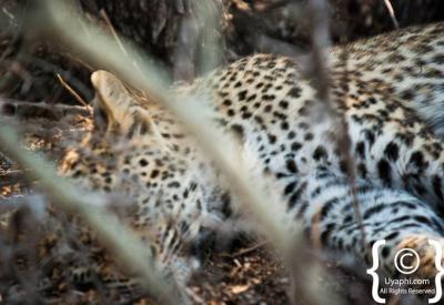 Leopard resting in tree Sabi Sand Game Reserve Greater Kruger South Africa