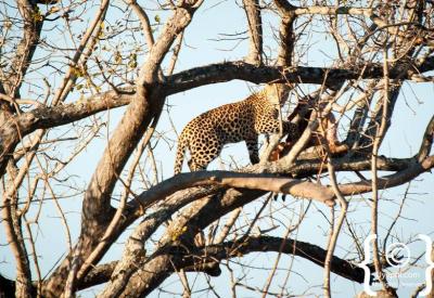 Female leopard with cub Sabi Sand Game Reserve Kruger National Park South Africa