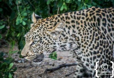Female leopard with cub Sabi Sand Game Reserve Kruger National Park South Africa