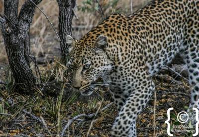 Female leopard with cub Sabi Sand Game Reserve Kruger National Park South Africa