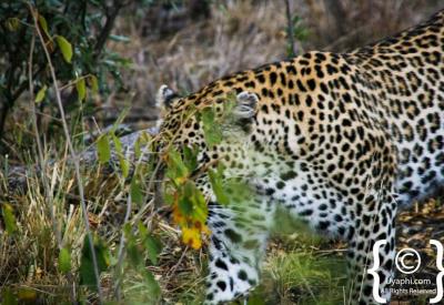 Camouflaged leopard in long grass Kruger National Park Big Five safari South Africa