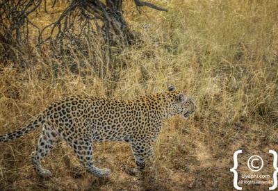 Camouflaged leopard in long grass Kruger National Park Big Five safari South Africa